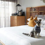 Pet-Friendly Bed and Breakfasts in Louisville, KY