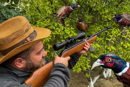 Hunting Preserves vs. Public Lands: Where to Hunt Pheasants in Iowa