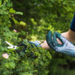 Seasonal Landscaping Maintenance Tips for Homes in Frederick, MD