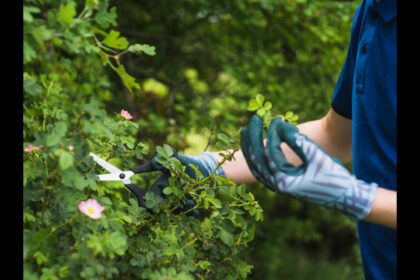 Seasonal Landscaping Maintenance Tips for Homes in Frederick, MD