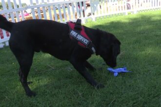 Fire Detection Dogs: Trained Heroes in High-Pressure Situations