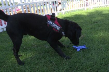 Fire Detection Dogs: Trained Heroes in High-Pressure Situations