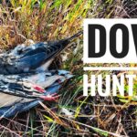 Essential Gear for a Successful Dove Hunting Season