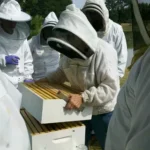 Feed Honeybee Colonies