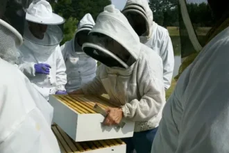 Feed Honeybee Colonies