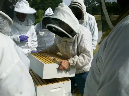 Feed Honeybee Colonies