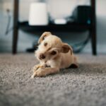 Pet Odor Removal Services in Chicago